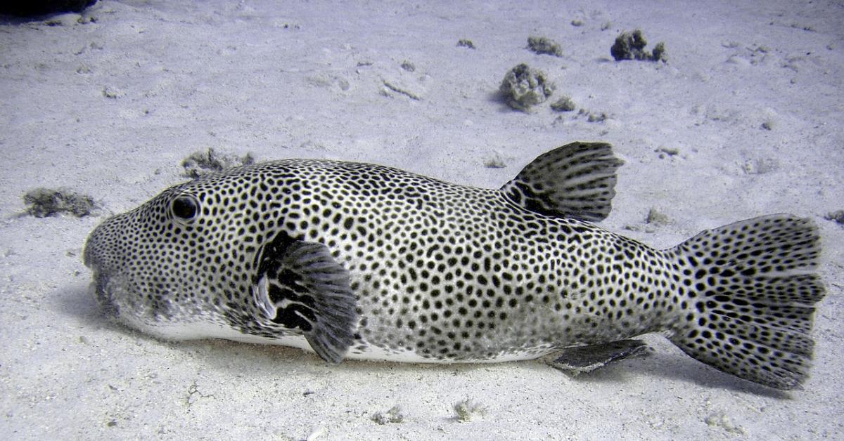 Waspada! Ikan Buntal Memiliki Racun Tetrodotoxin yang Mematikan