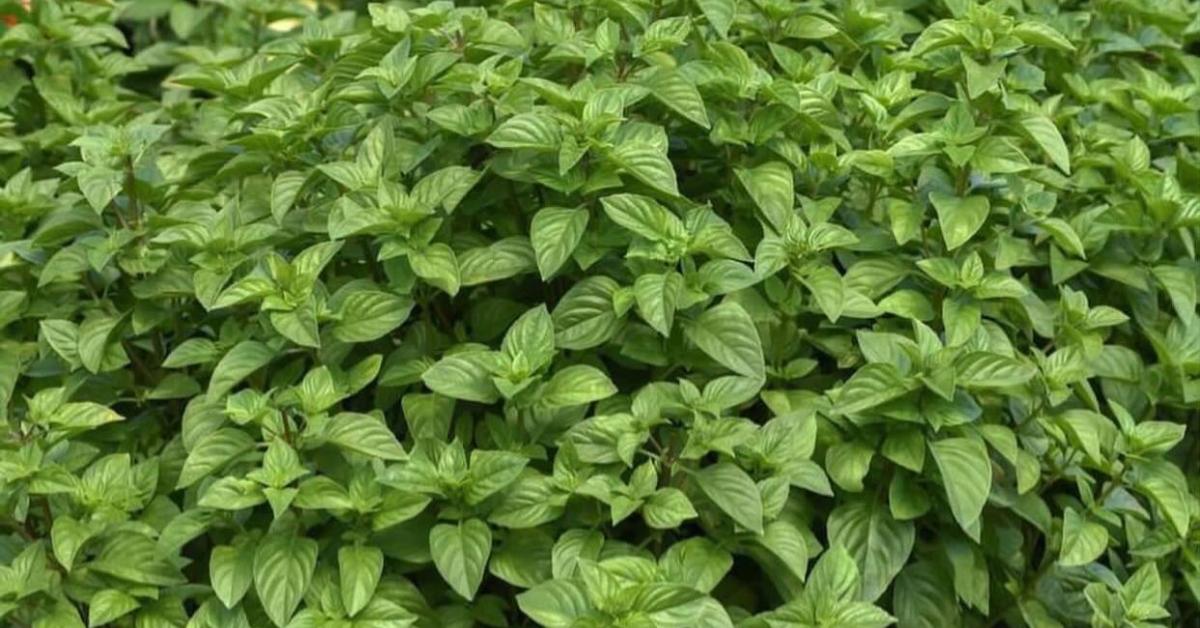 7 Manfaat Kesehatan dari Daun Kemangi Jika Dikonsumsi Secara Rutin