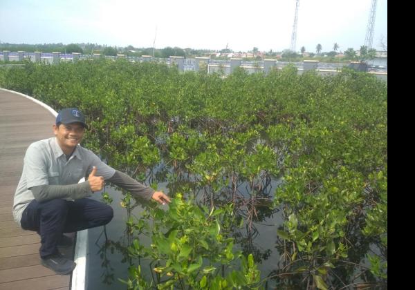 Melihat Ketapang Urban Aquaculture di Kawasan Pesisir Tangerang 