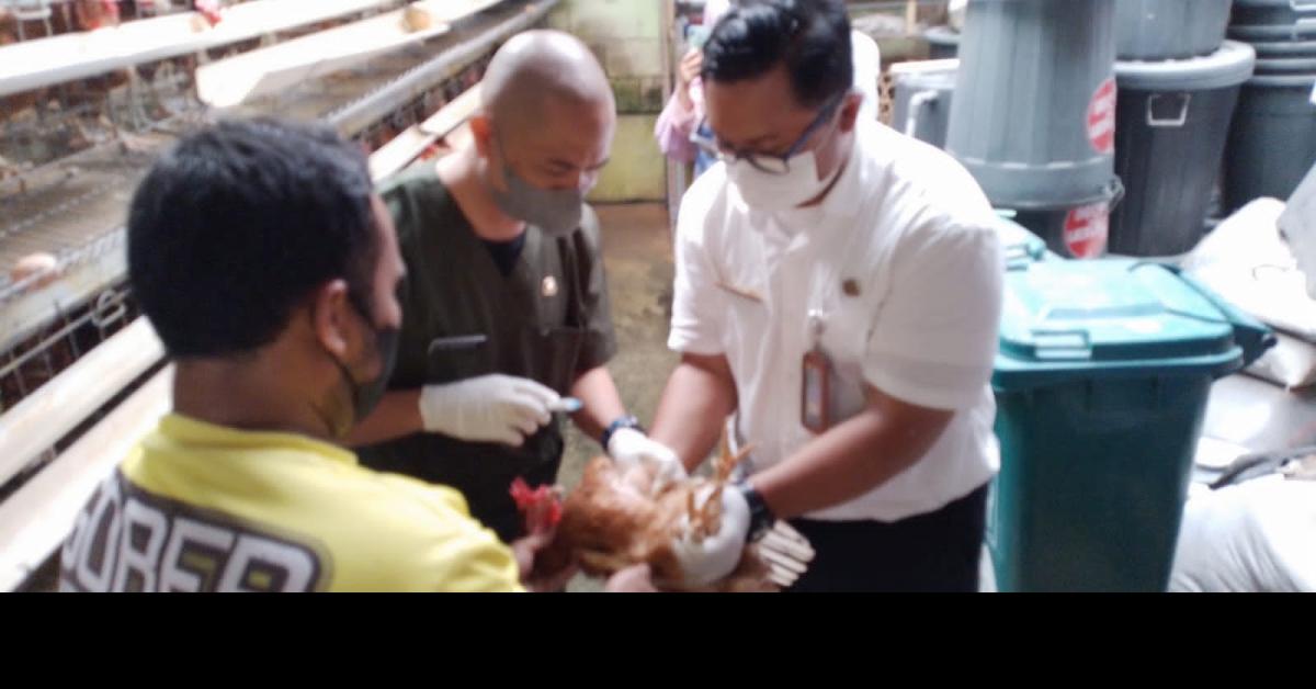 43000 Unggas Masuk Kota Bandung Diklaim Aman Flu Burung