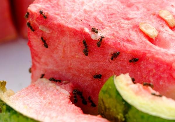 Tidak Sengaja Menelan Semut yang Menempel pada Makanan, Apa Bahayanya?