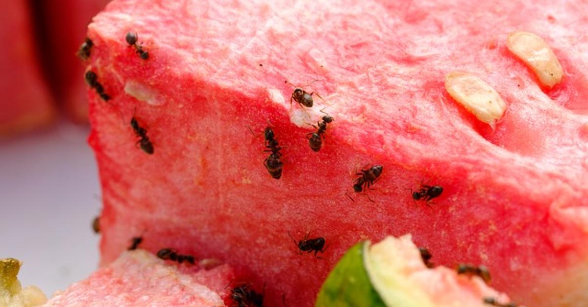 Tidak Sengaja Menelan Semut yang Menempel pada Makanan, Apa Bahayanya?