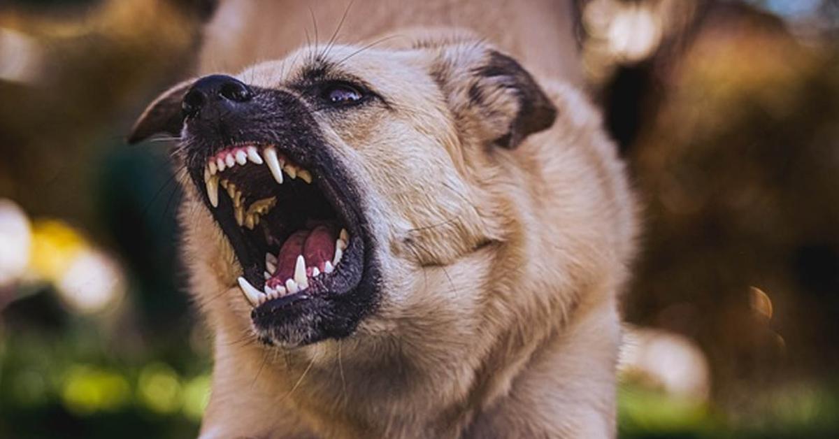 Hati-Hati, Fatal! Kenali Gejala Rabies Hewan Pada Manusia Sebelum Terlambat