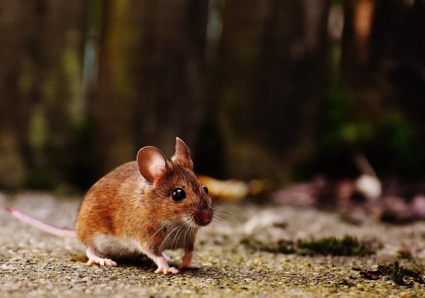 5 Cara Mengusir Tikus di Rumah, Bahan-bahannya Mudah Didapat, Dijamin Ampuh! 