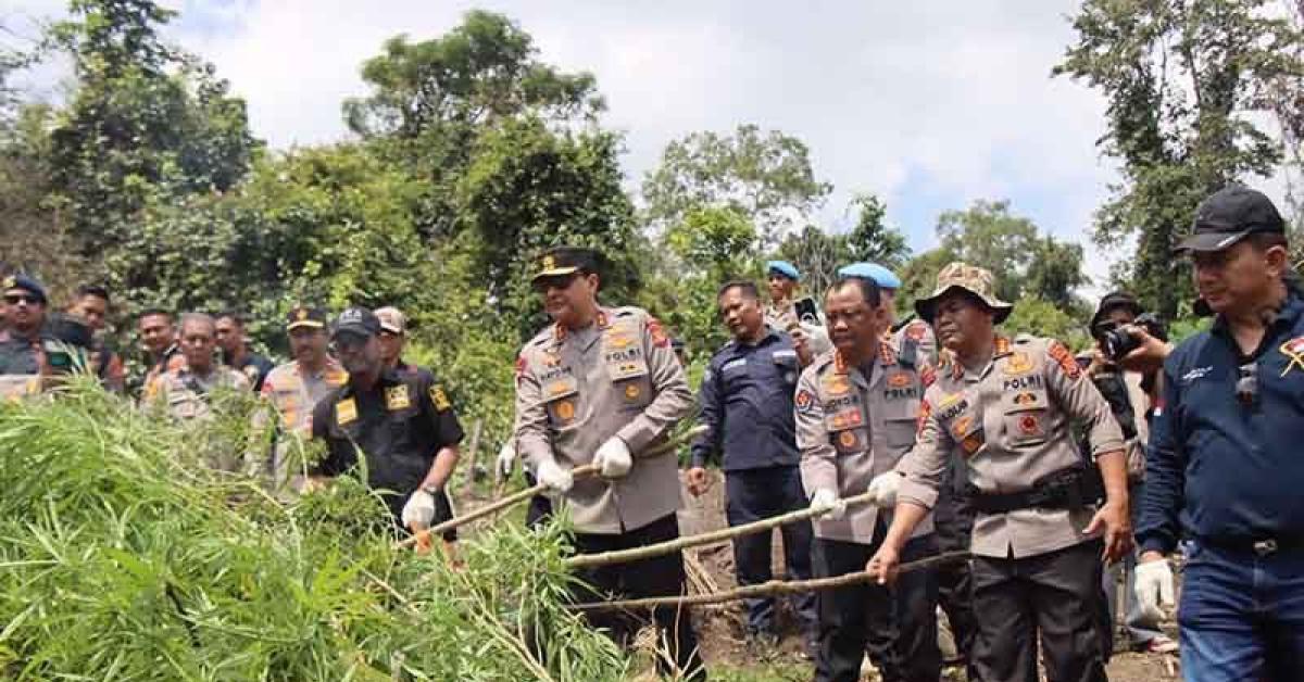 Ladang Seluas 43 Hektare dengan 25,4 Ton Ganja Dimusnahkan