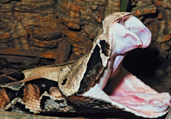 Dipatok Ular Viper, Pria Ini Harus Rela Kehilangan Beberapa Jarinya, Dokter: Dia Nyaris Mati!