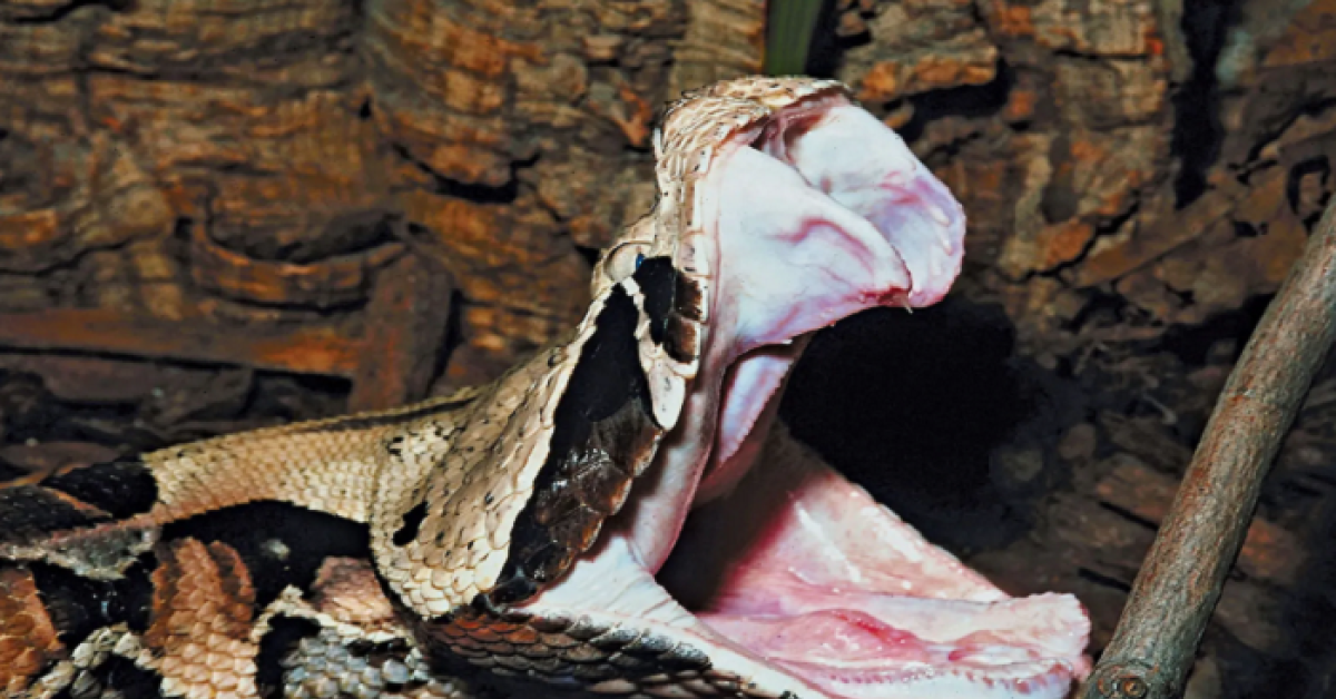 Dipatok Ular Viper, Pria Ini Harus Rela Kehilangan Beberapa Jarinya, Dokter: Dia Nyaris Mati!
