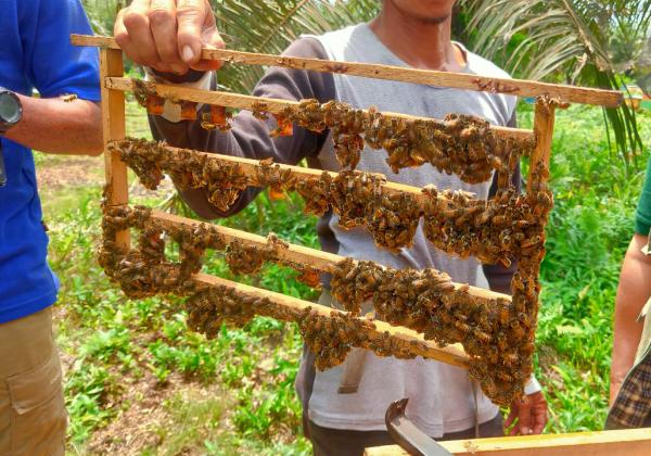 Sempat Hampir Bangkrut, Usaha Madu Hutan di Jambi Kini Moncer di Pasar Digital Melalui Marketplace PLN Mobile 