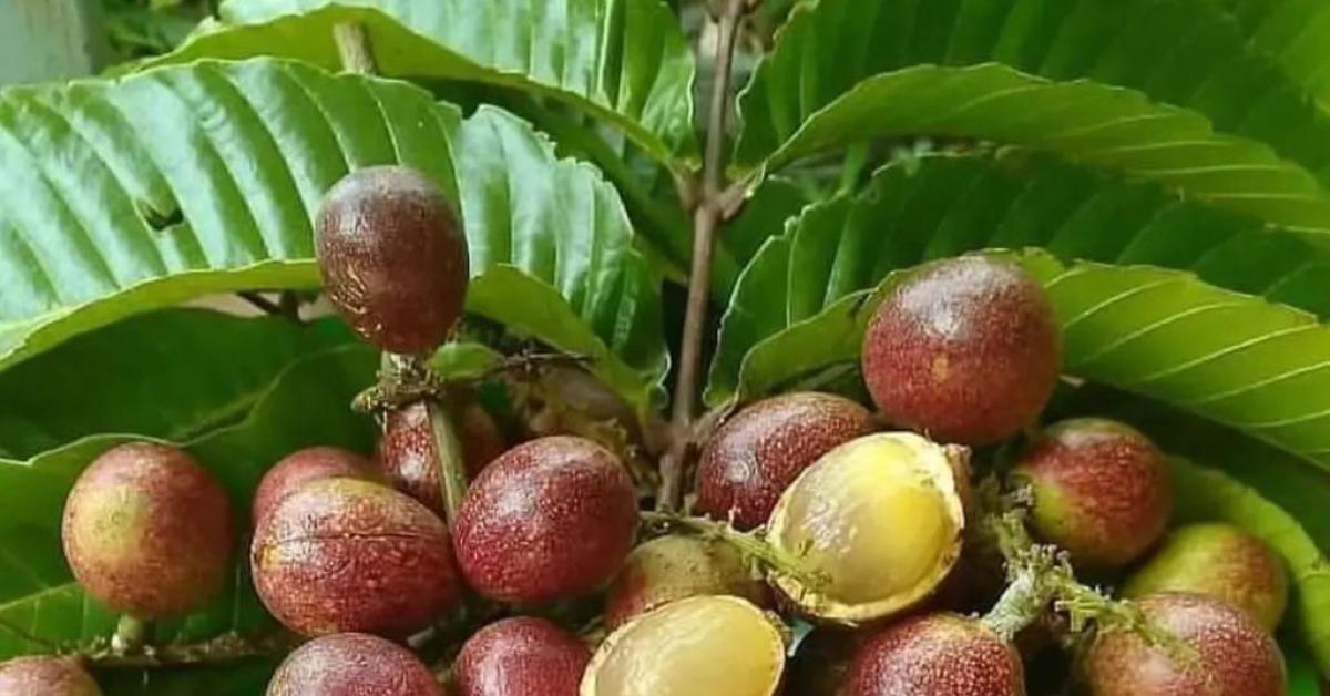 Yuk Kenali! Manfaat Dan Nutrisi Buah Matoa Untuk Ibu Hamil