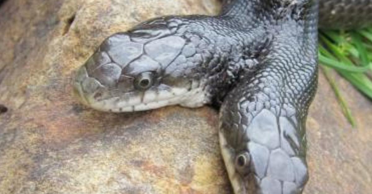 Ular Berkepala Dua Sepanjang Lima Kaki Ini Bakal Berusia 17 Tahun dalam Waktu Dekat