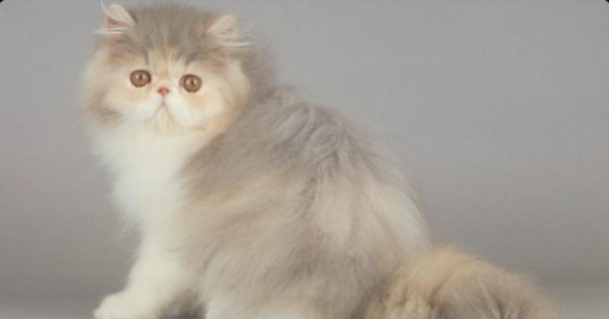 Fakta Menarik dari Kucing Persia, Kucing Bangsawan Yang Ramah