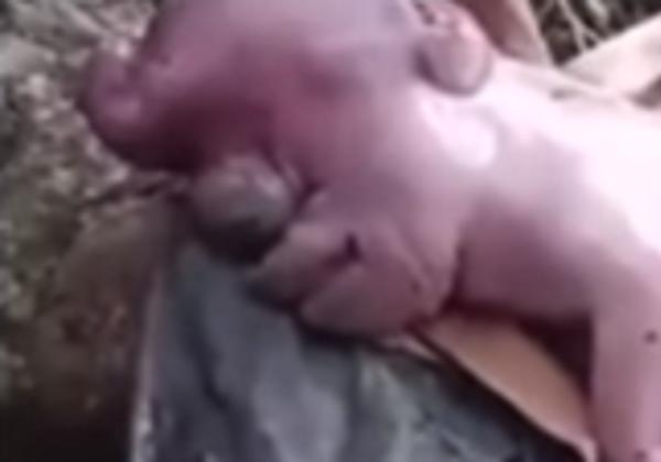 Fenomena Aneh! Warga NTT Temukan Babi Berwajah Mirip Manusia