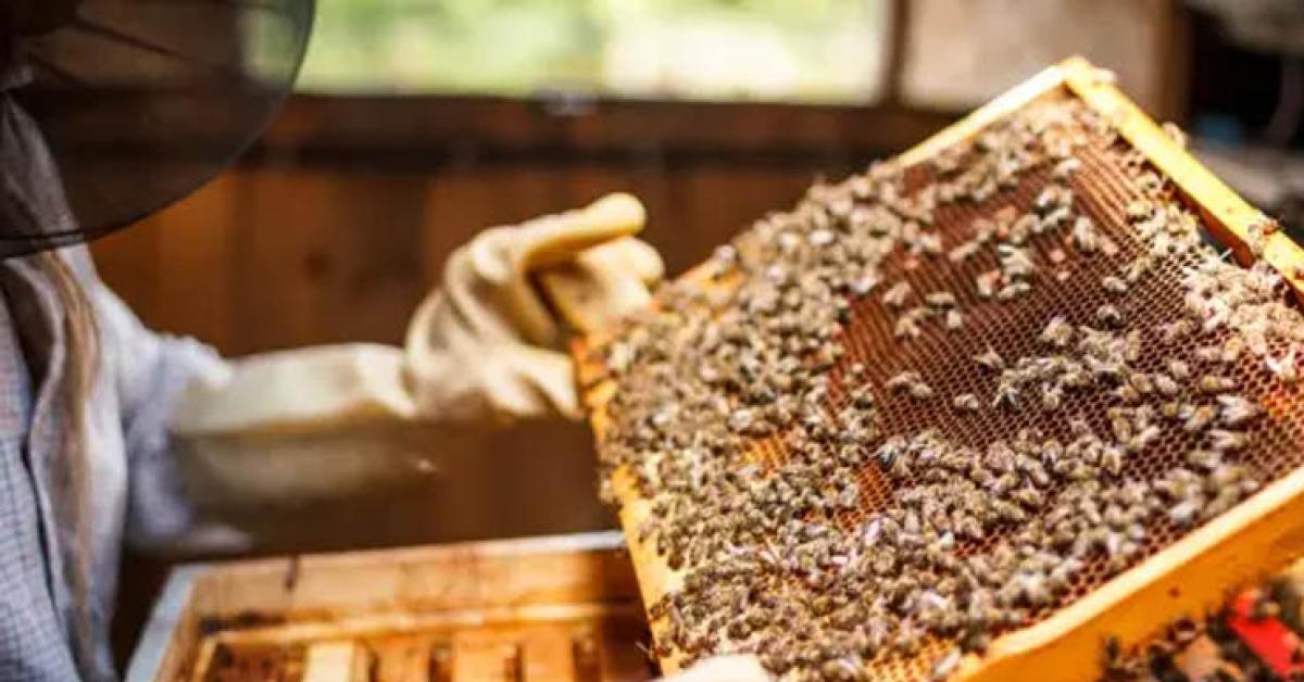 Budidaya Madu: Manfaat dan Panduan Praktis bagi Peternak Lebah
