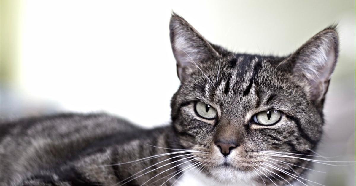 Waspadai! Inilah Ciri Kucing Rabies Yang Perlu Kamu Ketahui