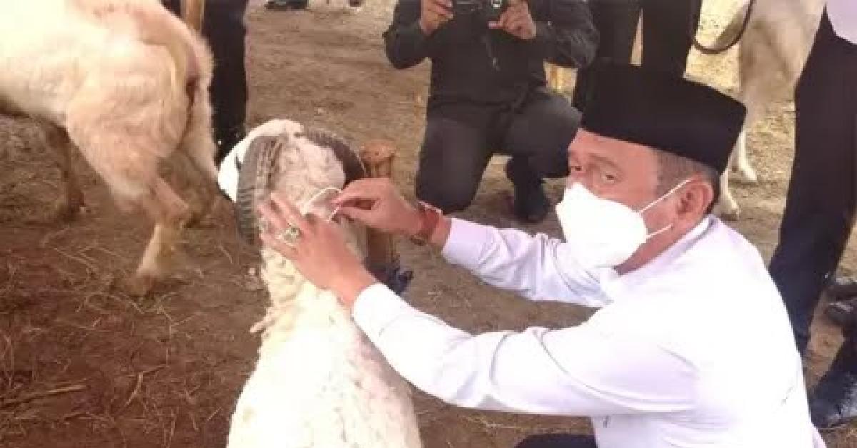 Pastikan Bebas Penyakit, Hewan Kurban di Bekasi Dikalungi Surat Keterangan Sehat