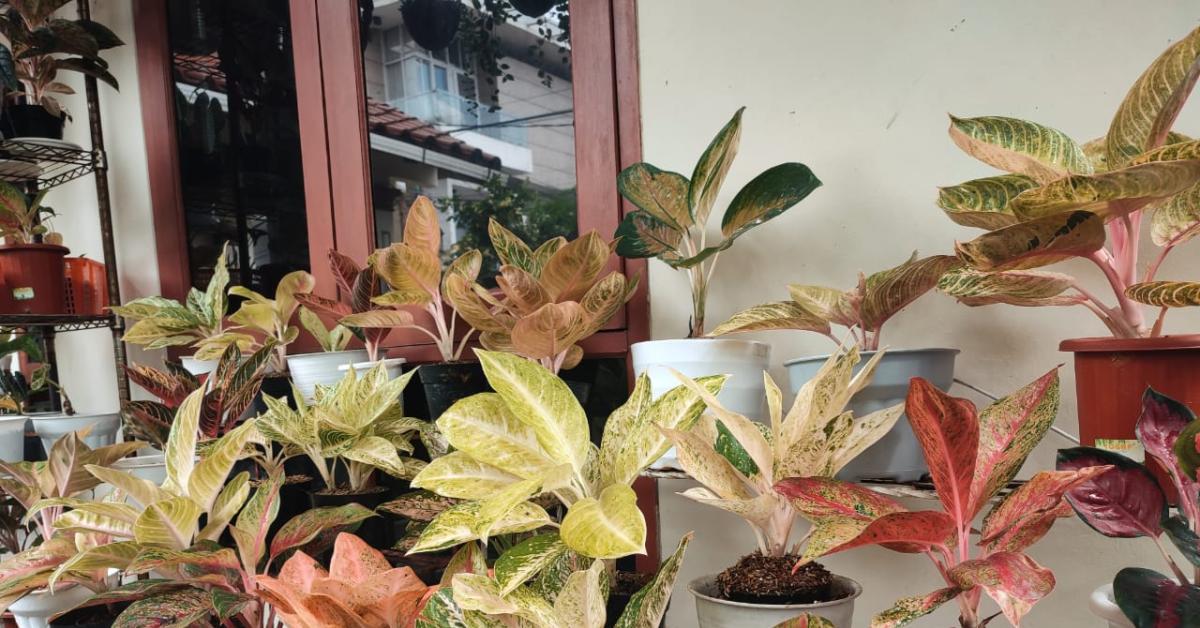 Mengenal Aglaonema Bidadari, Tanaman yang Dipercaya Orang Bisa Bawa Rejeki