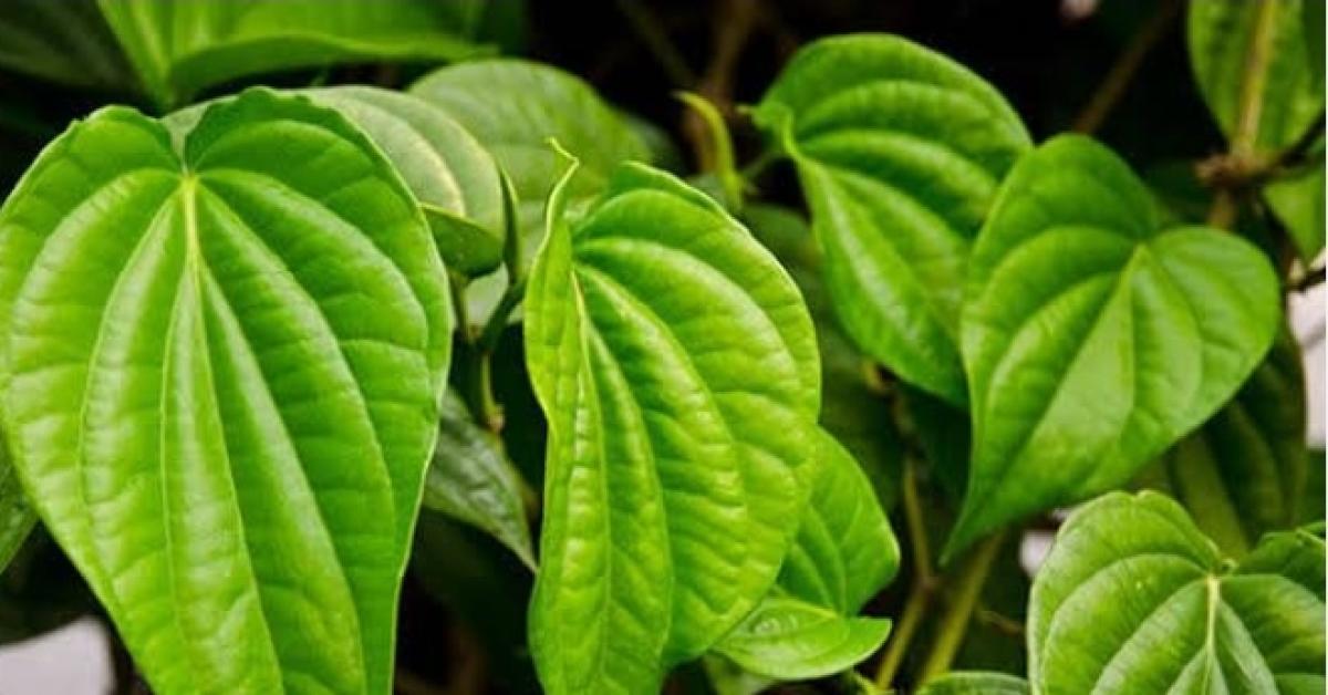 Inilah Manfaat Daun Sirih Bagi Kesehatan Yang Perlu Kita Ketahui