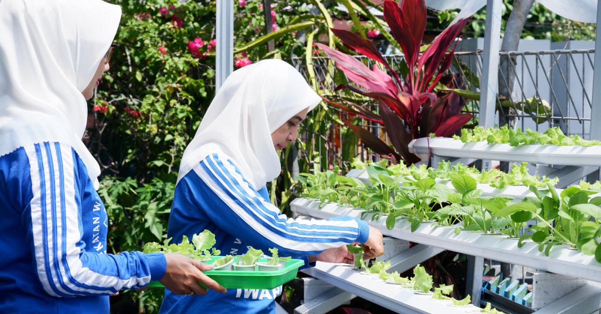 BRI Peduli Bertani di Kota (BRInita) Banjarmasin, Pemberdayaan Positif dan Menghasilkan dari Menanam di Lahan 