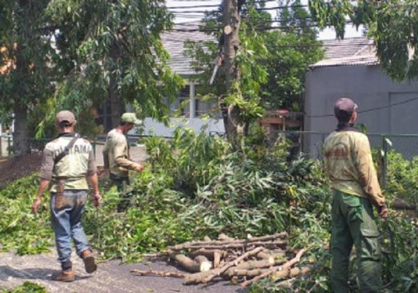Hindari Kecelakaan di wilayah Jakarta, 8 Pohon di Kawasan Pasar Minggu Dipangkas