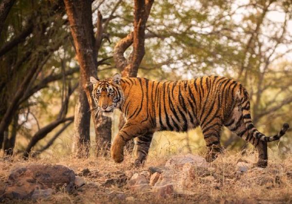 Ciri-ciri Harimau Jawa yang Bulu Lorengnya Ditemukan di Indonesia