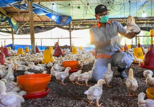 Waspada Flu Burung, Pemkab Tangerang Perketat Pengawasan Lalu Lintas Unggas yang Masuk 