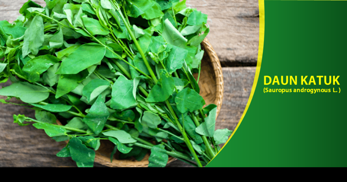 Wajib Tahu! Inilah Khasiat Daun Katuk Bagi Pria, Tips Aman Konsumsi Daun Katuk Untuk Menikmati Manfaatnya