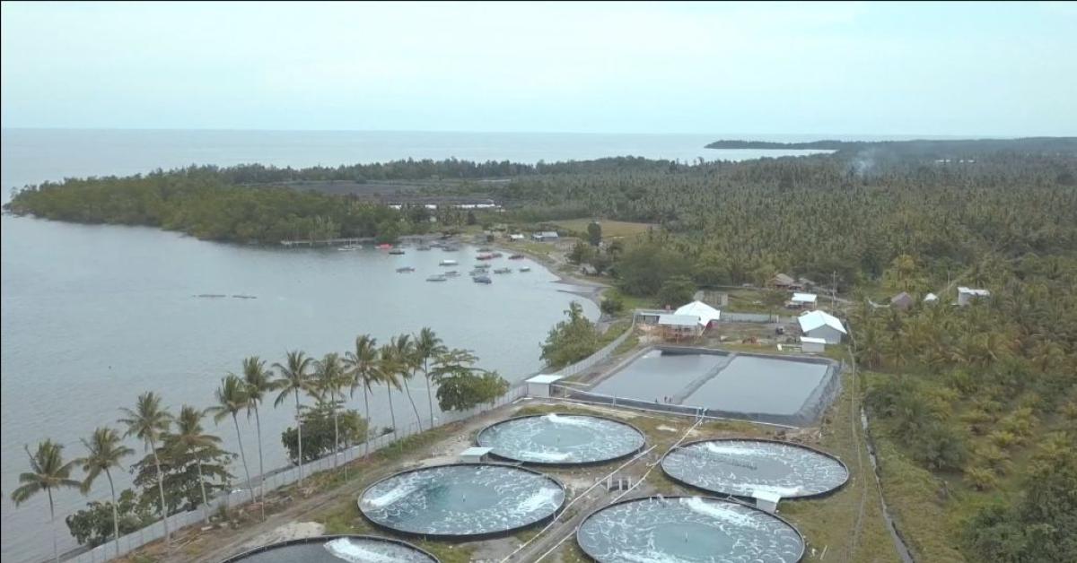 Jalin Kolaborasi Dengan Pemprov Sulteng, PLN Dorong Pertumbuhan Sektor Perikanan