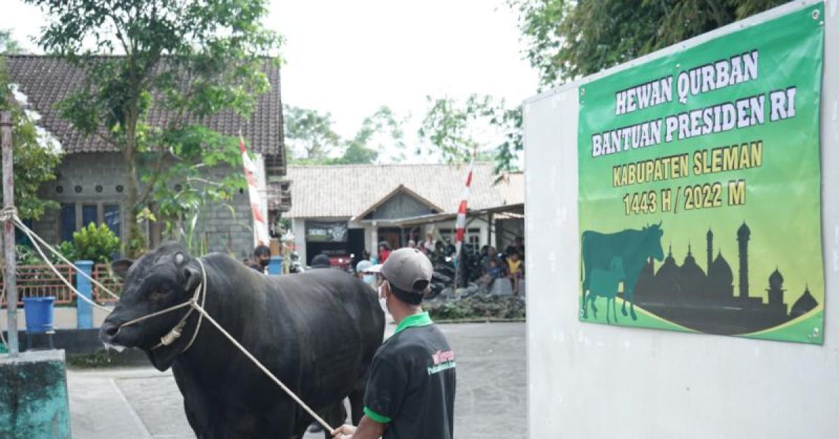 Catat! Jokowi Sumbang Dua Sapi Kurban ke Yogyakarta, Beratnya 850 Kg dan 1,07 Ton