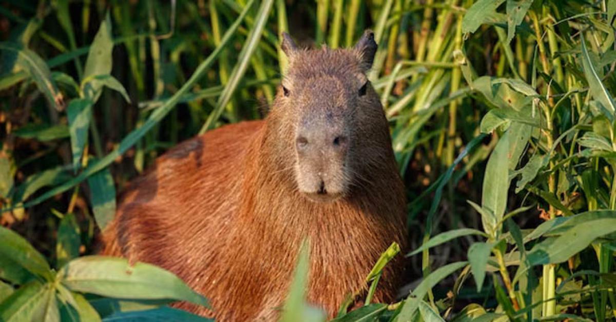 Mengenal Capybara: Hewan Menarik yang Menggemaskan dari Amerika Selatan