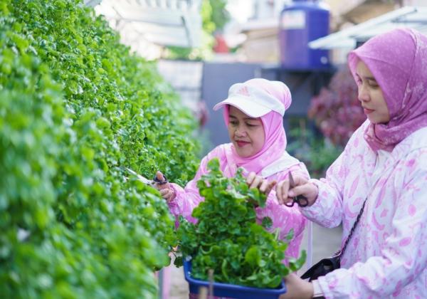  Lewat BRI Peduli - BRInita, Kelompok Dasawisma Pisang di Palembang Sulap TPS Liar Jadi Urban Farming yang Bernilai Ekonomis