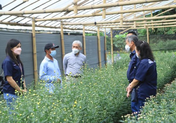Perkuat Usaha, BRI Bantu Petani Bunga Bunga Krisan Tomohon