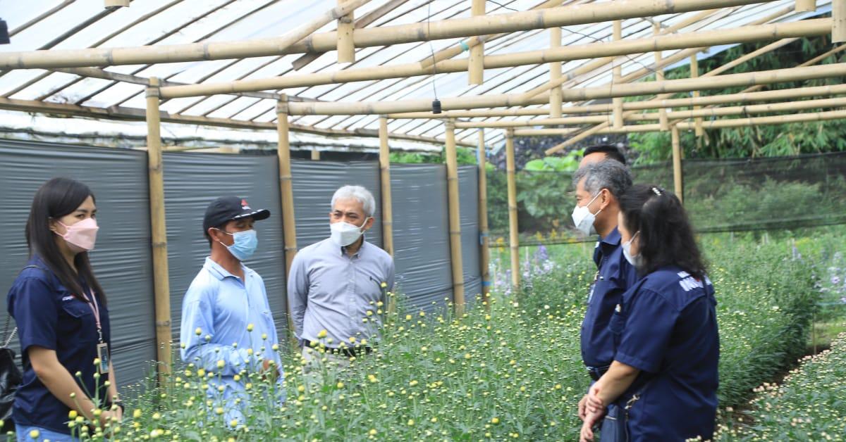 Perkuat Usaha, BRI Bantu Petani Bunga  Bunga Krisan Tomohon 