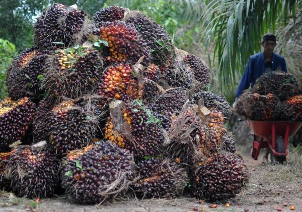 Arahan Luhut, Perusahaan Perkebunan Kelapa Sawit di Kalimantan Bakal Diaudit Pemerintah