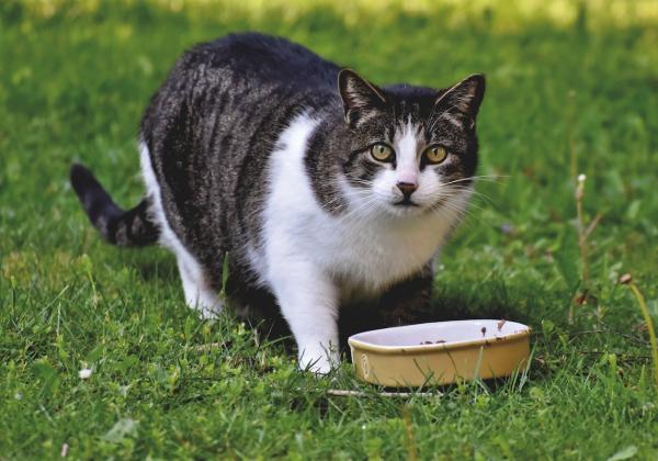 Pecinta Anabul Wajib Tahu! Makanan Nutrisi untuk Kucing yang Baik Sebagai Penunjang Kesehatannya