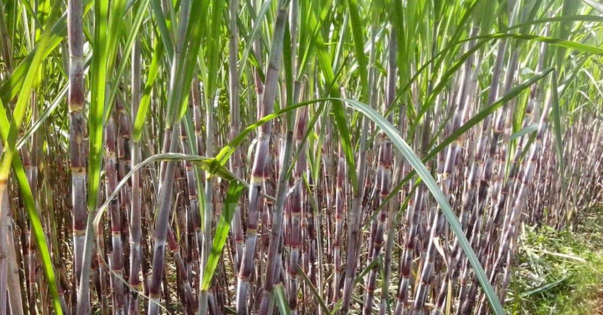 Program Swasembada Gula, Pemerintah Siapkan 1 Juta Hektare Lahan di Papua, Berminat?