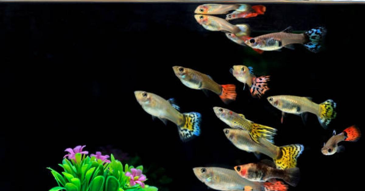  Ikan Guppy: Keindahan di Akuarium Rumah Anda