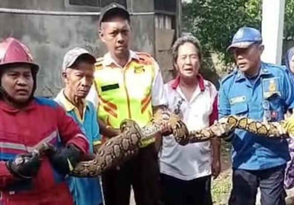 Ular Sanca Batik Panjang 3,5 Meter Masuk Pemukiman Warga di Kota Bekasi, Petugas Damkar Turun Tangan Evakuasi