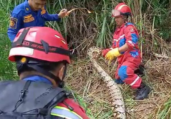 Masyarakat Bekasi DIhebohkan Penemuan Sanca Batik 70 Kilo Panjang 4 Meter 