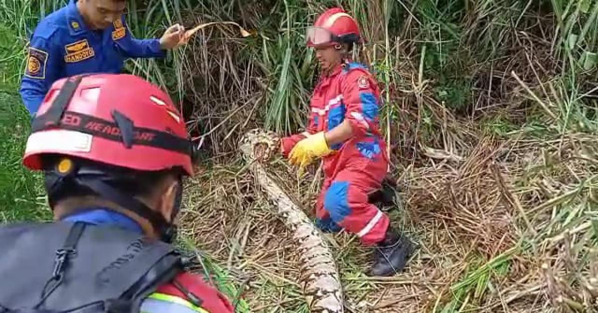 Masyarakat Bekasi DIhebohkan Penemuan Sanca Batik 70 Kilo Panjang 4 Meter 