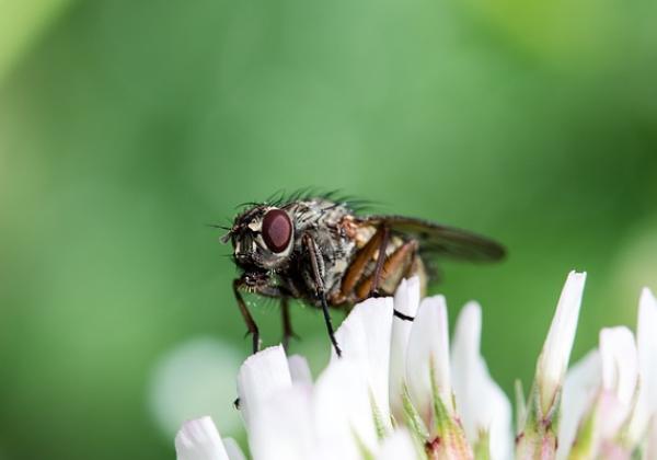 Bahaya Makan Makanan yang Sudah Dihinggapi Lalat, dari yang Ringan hingga Mengancam Nyawa