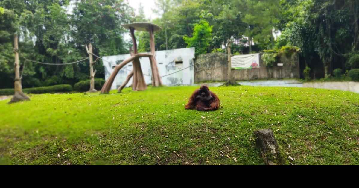 Kisruh Lahan Bandung Zoo, Anggota Komisi B DPRD Kota Bandung Lakukan Kunjungan