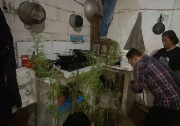 BNN Jawa Barat Tangkap Pria Tanam Ganja Dalam Rumah di Bekasi, 39 Pohon Diamankan