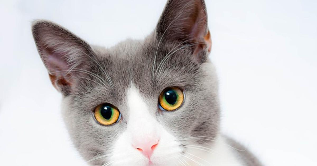 Fakta Kucing, Berapa Umur Maksimal Jika Dihitung di Tahun Manusia