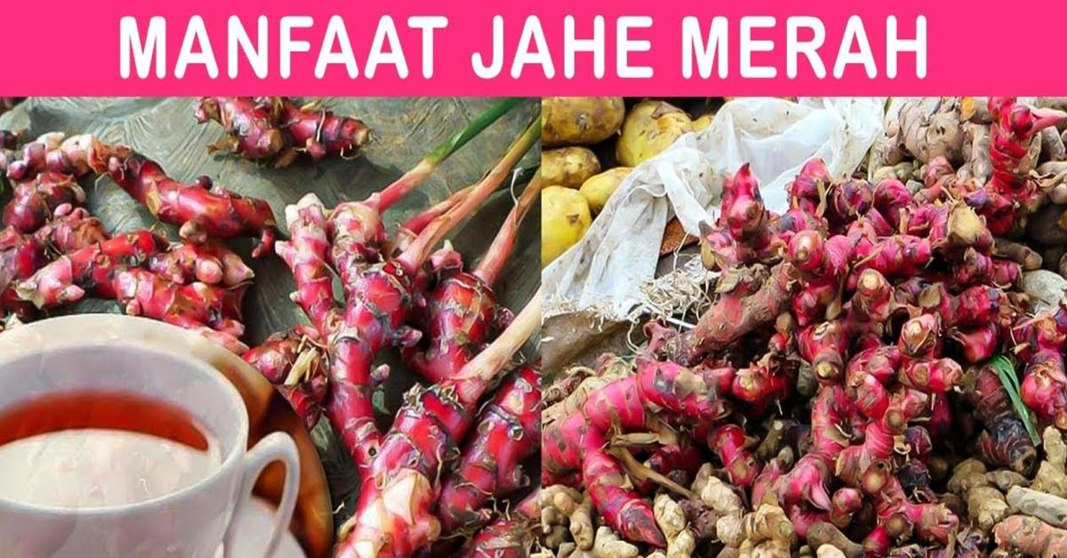 Manfaat Jahe Merah, Kekuatan Alam untuk Kesehatan Optimal