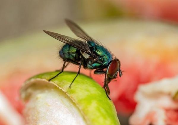 10 Cara Menghilangkan Lalat di Rumah, Dijamin Ampuh