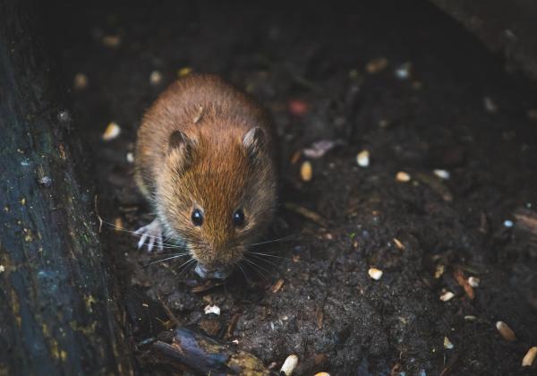 Cara Mengusir Tikus yang Efektif dan Aman: Tidak Melibatkan Racun