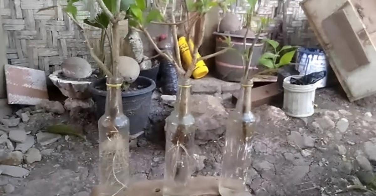 6 Cara Mudah Stek Bunga Sepatu dengan Media Air