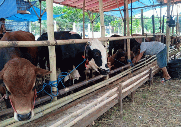 Pemkot Jakpus Larang Pedagang Hewan Kurban Jualan di Trotoar