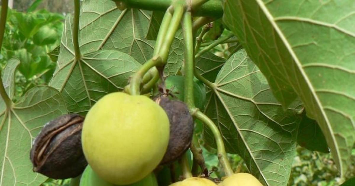 Buah-Buahan Yang Membahayakan Kesehatan, Ada Di Indonesia Lho Yuk Intip Buah Apa Saja