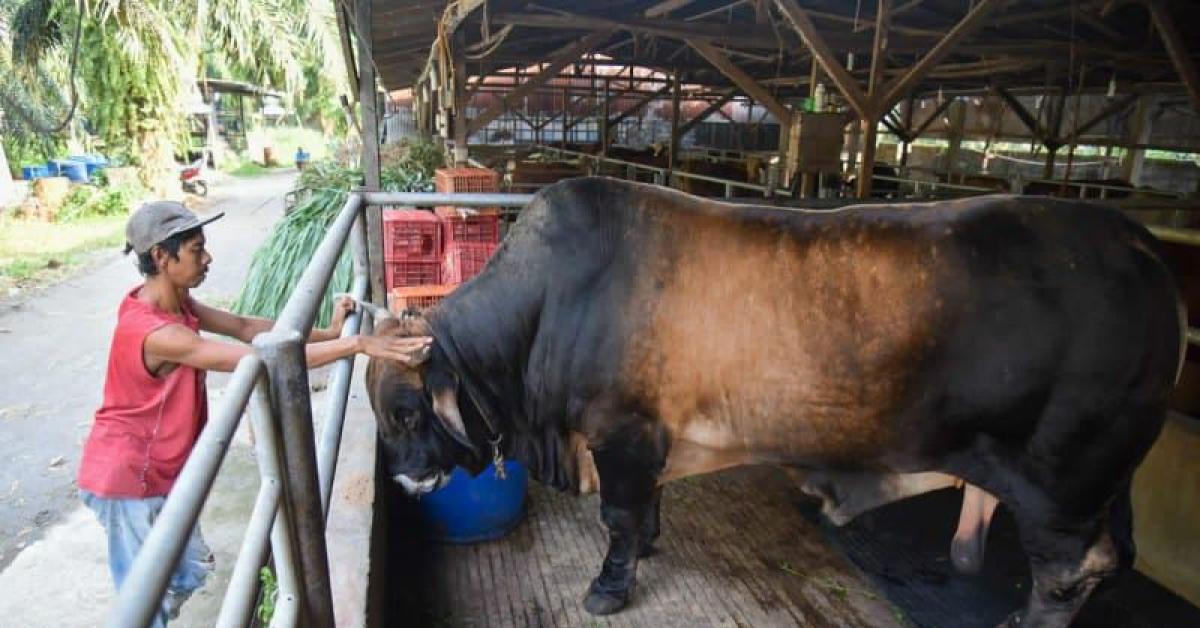 Jokowi Beli Sapi Kurban Berat 1 Ton Lebih Rp90 Juta untuk Warga Sumut 